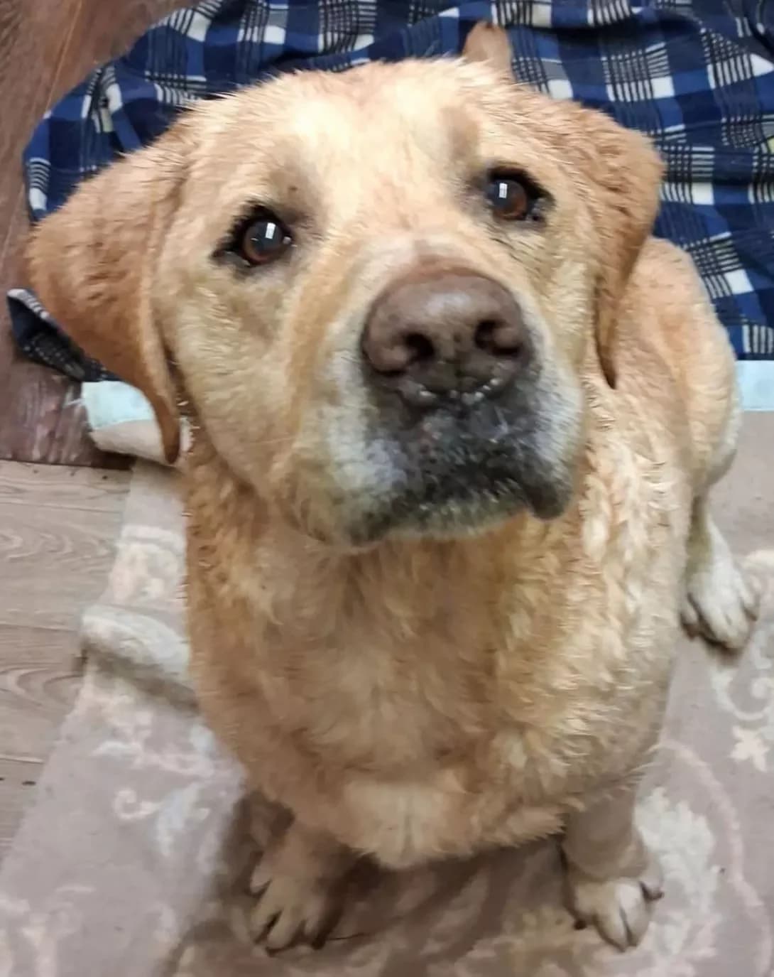 Stiv (Стів), male senior Mixed Breed for adoption at Happy Paw Poltava