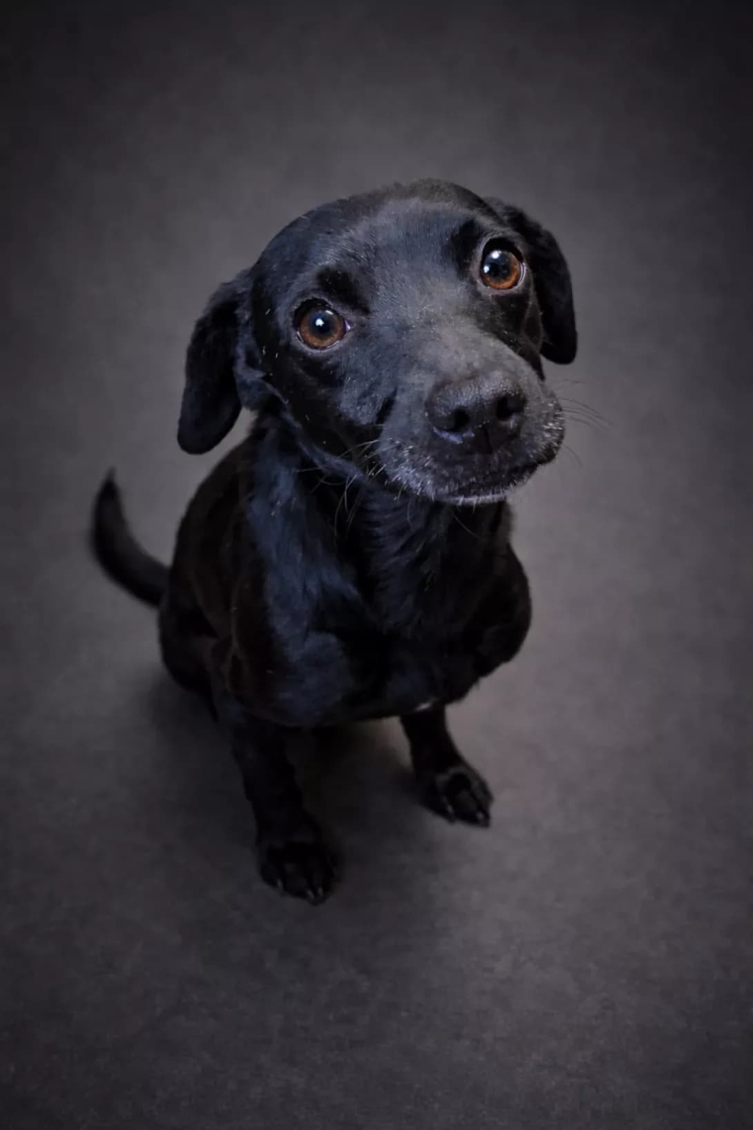 Nichka (Нічка), female young Mixed Breed for adoption at Happy Paw Poltava