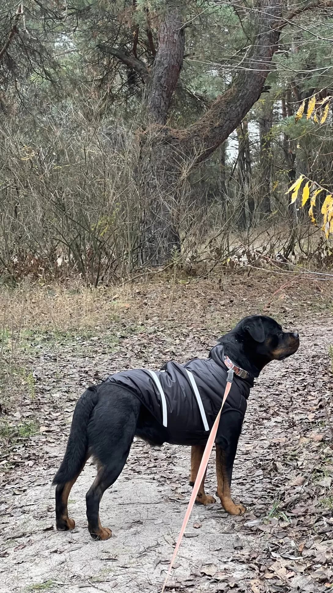 Boni (Боні), Mixed Breed (Happy Paw Kyiv Oblast)