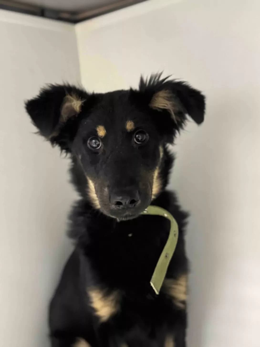 Grey (Грей), male puppy Mixed Breed for adoption at Happy Paw Dnipro