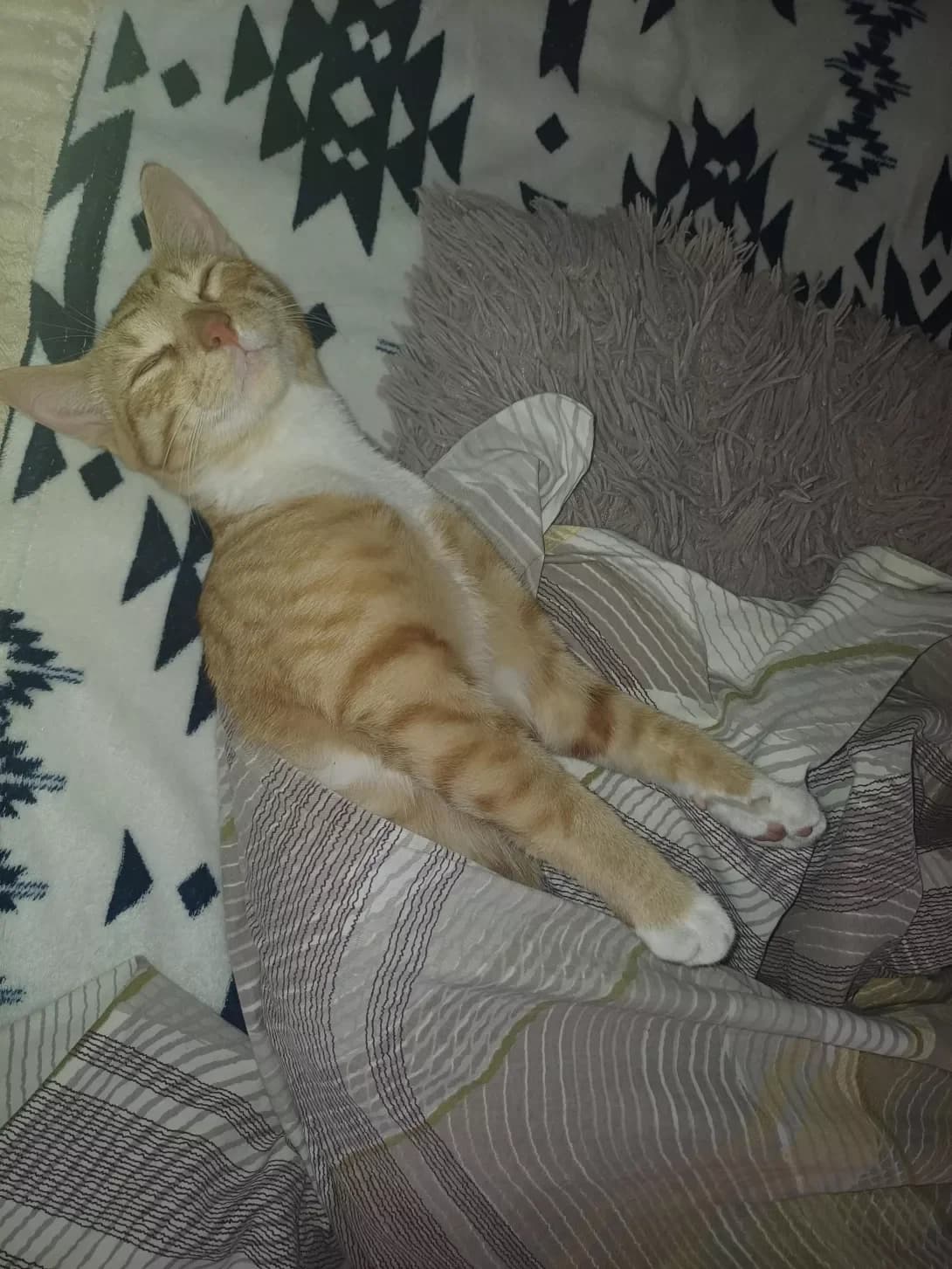 Tomas (Томас), Mixed Breed (Happy Paw Dnipro)