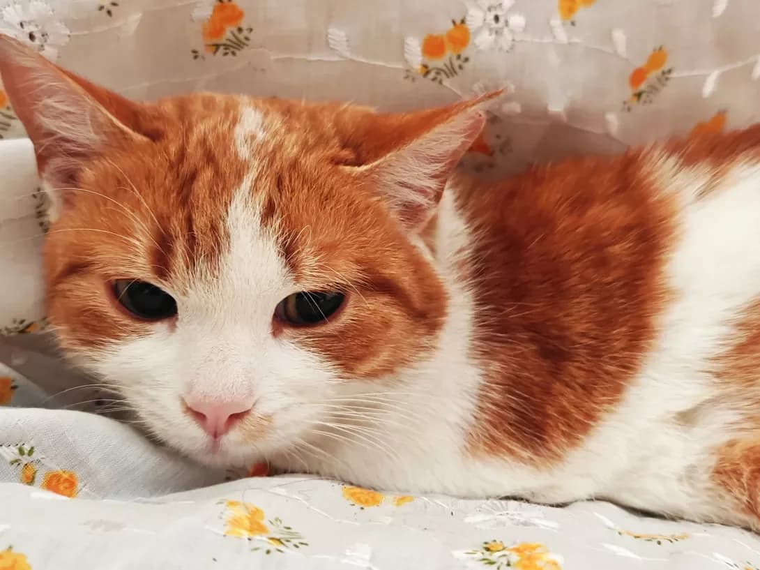 Miranda (Міранда), Mixed Breed (Happy Paw Kyiv)