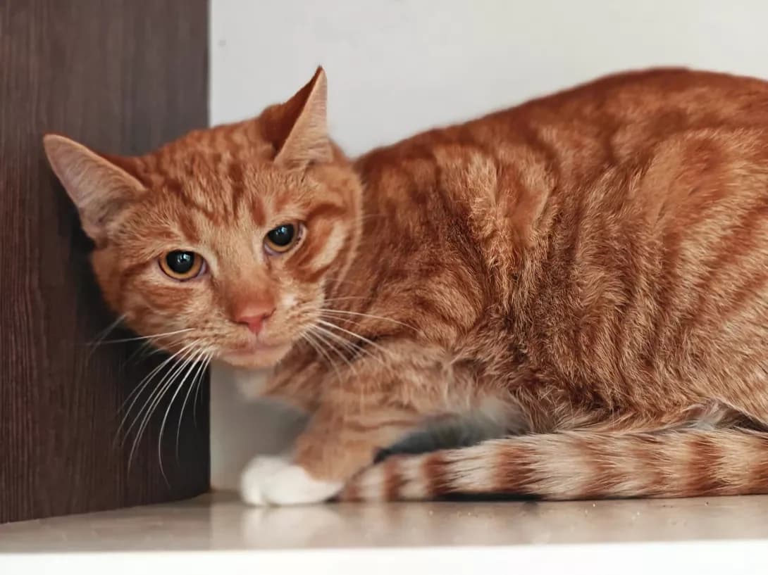 Zhulen (Жульен), Mixed Breed (Happy Paw Kyiv)