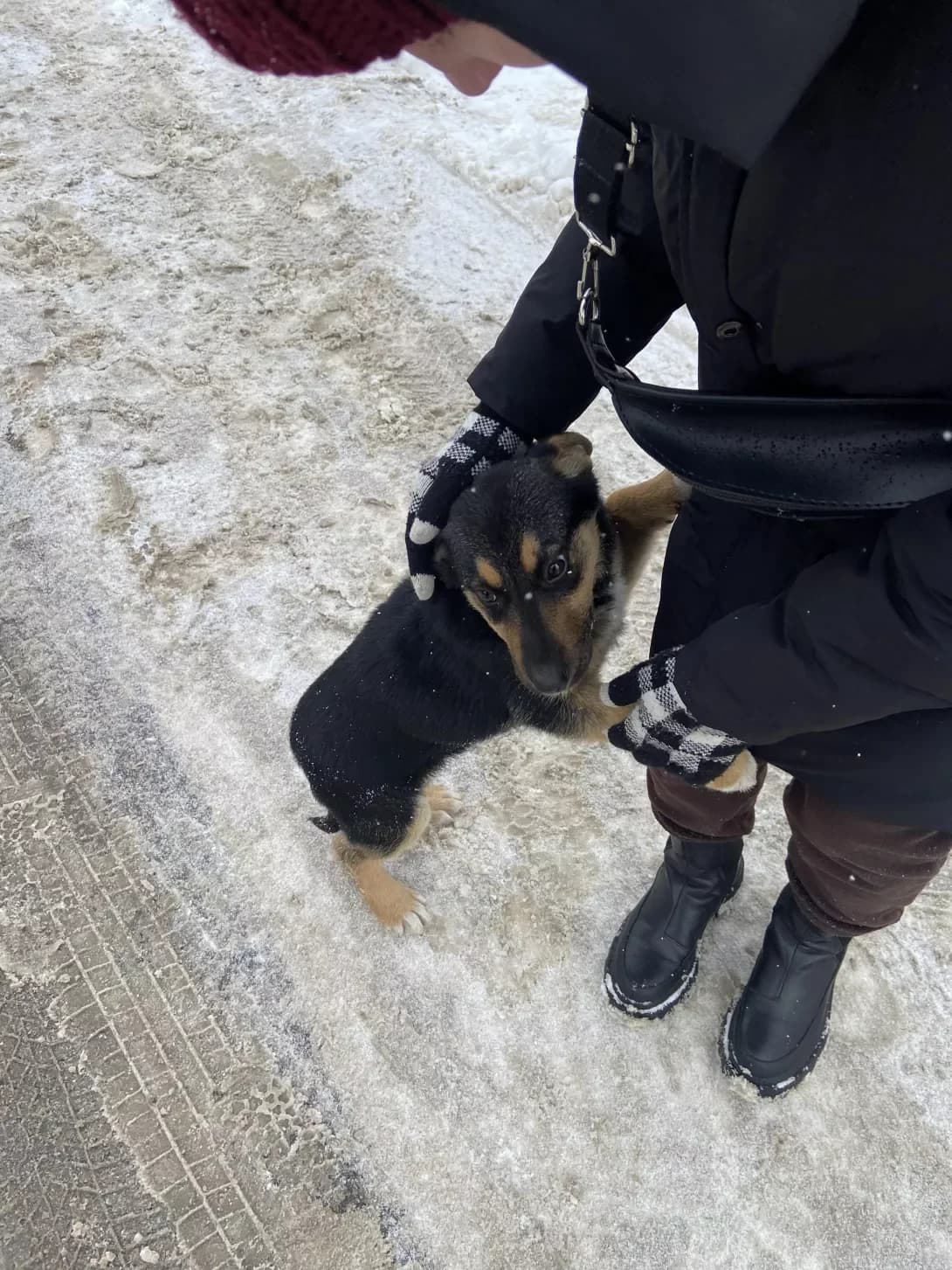 Betti (Бетті), Mixed Breed (Happy Paw Ivano-Frankivsk Oblast)