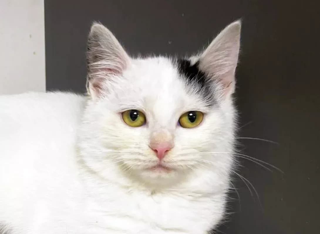 Milka (Мілка), Mixed Breed (Happy Paw Kyiv)
