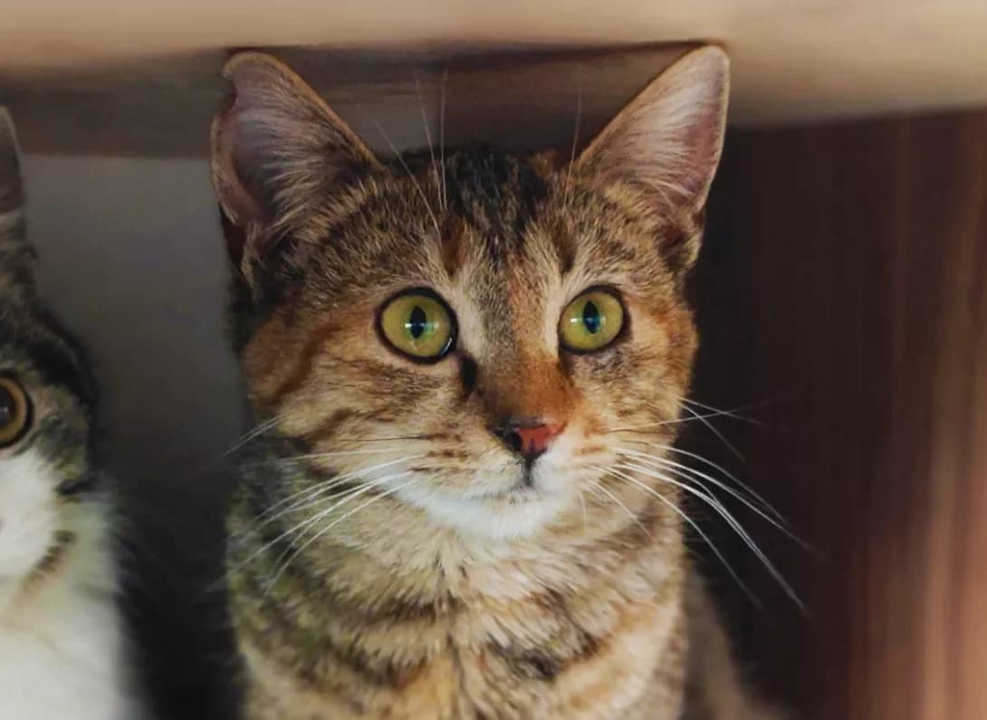 Tifani (Тіфані), Mixed Breed (Happy Paw Kyiv)