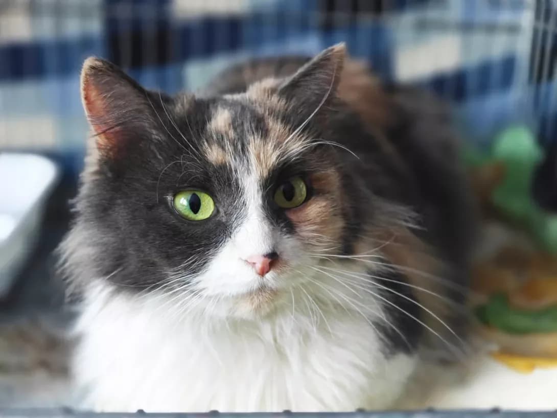 Anfisa (Анфіса), Mixed Breed (Happy Paw Kyiv)
