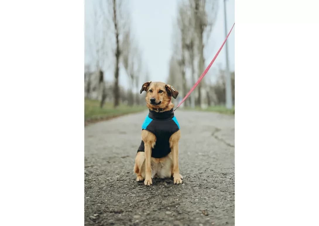 Rizhulya (Рижуля), female 3yo Mixed Breed for adoption at Happy Paw Kyiv