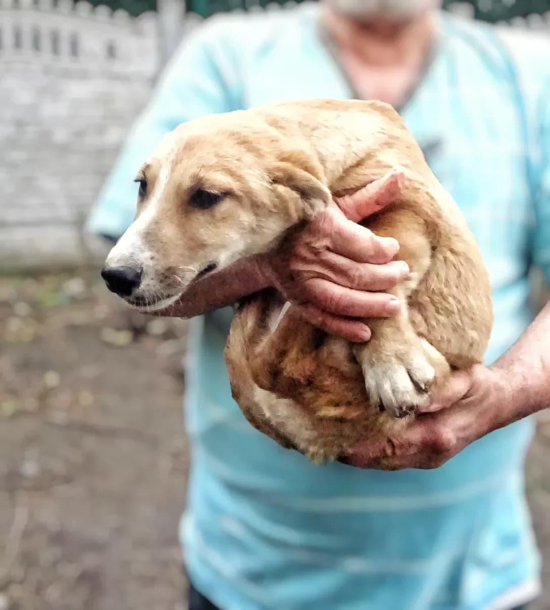 Maylo (Майло), male puppy Mixed Breed for adoption at Happy Paw Kyiv Oblast