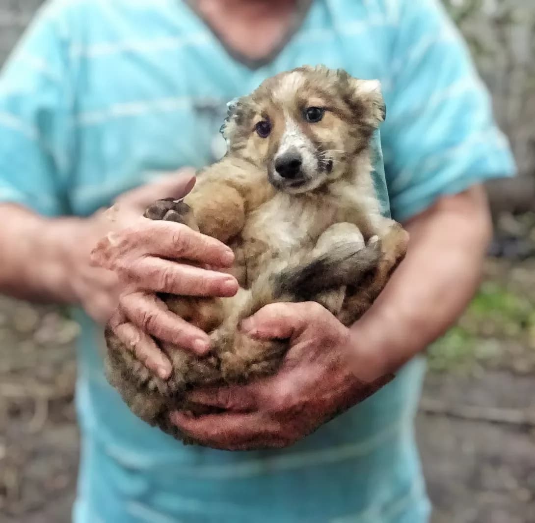 Bella (Белла), female puppy Mixed Breed for adoption at Happy Paw Kyiv Oblast