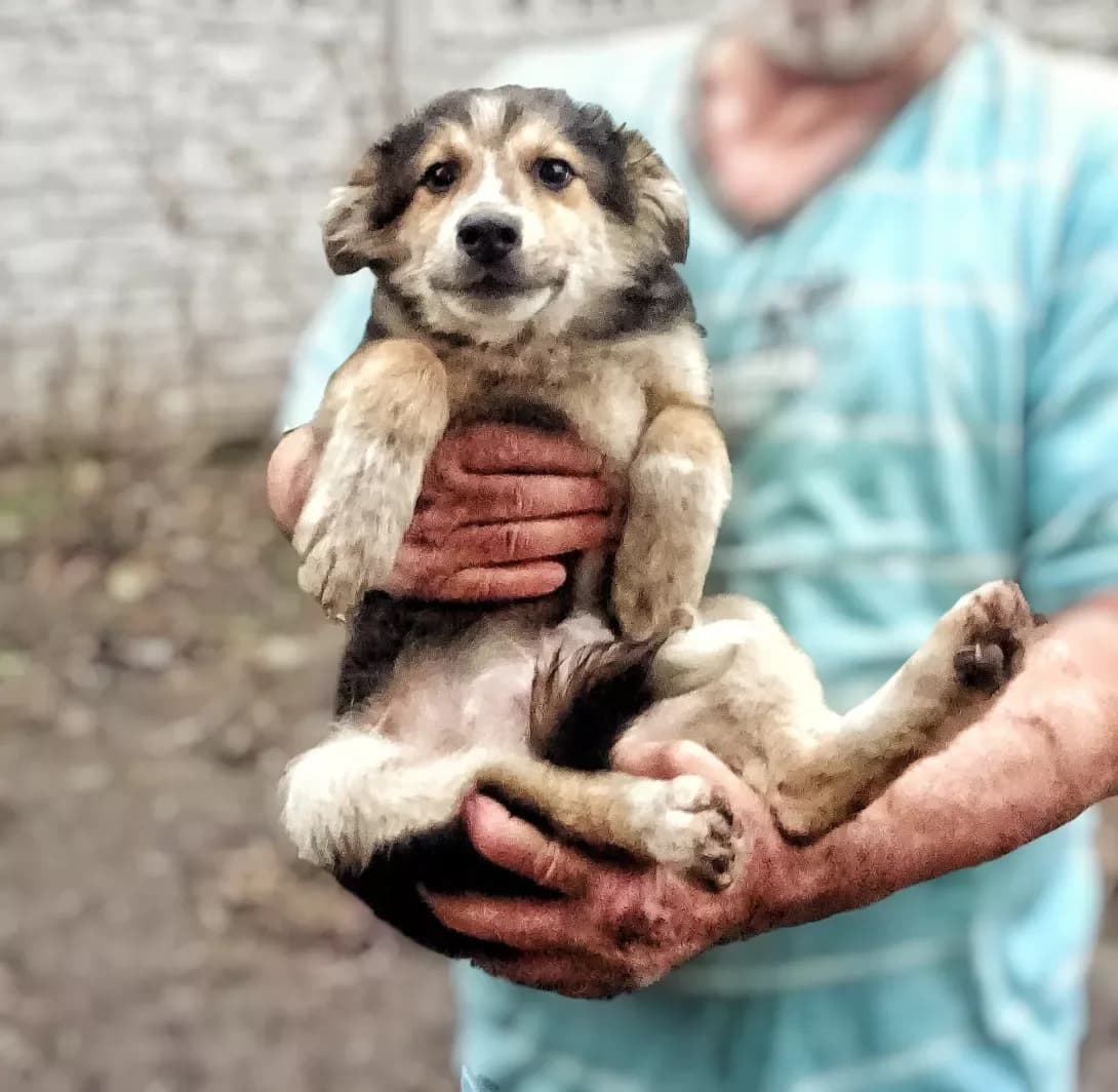 Kuper (Купер), male puppy Mixed Breed for adoption at Happy Paw Kyiv Oblast