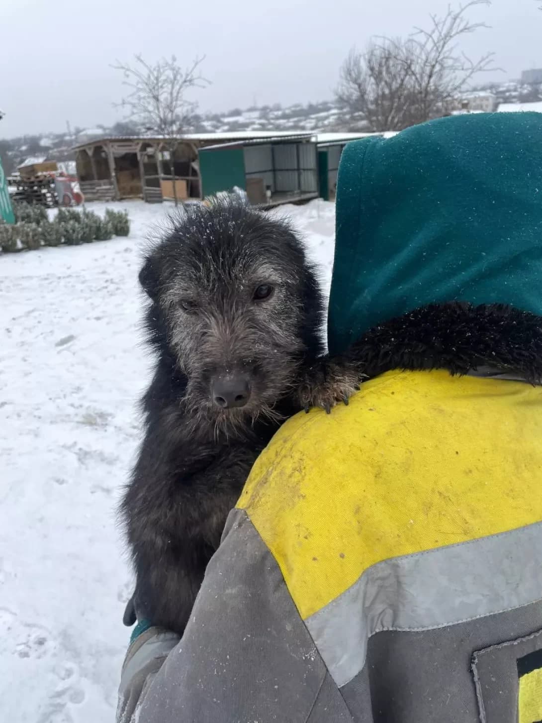 Ralf (Ральф), Mixed Breed (Happy Paw Kirovohrad)