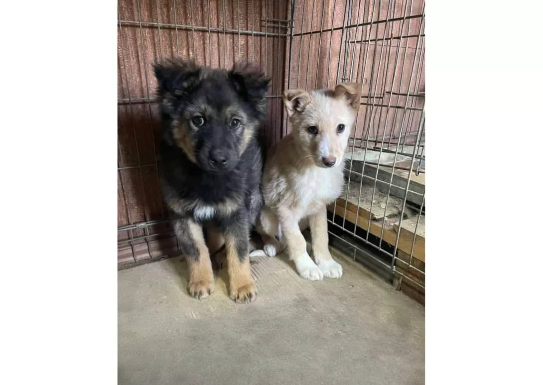 Tsutsenyata (Цуценята), male puppy Mixed Breed for adoption at Happy Paw Kyiv