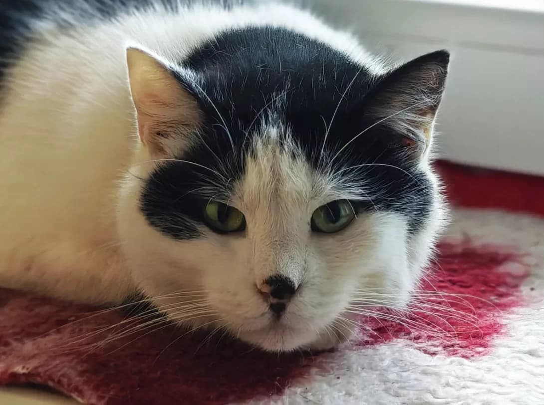 Oreo (Орео), Mixed Breed (Happy Paw Kyiv)