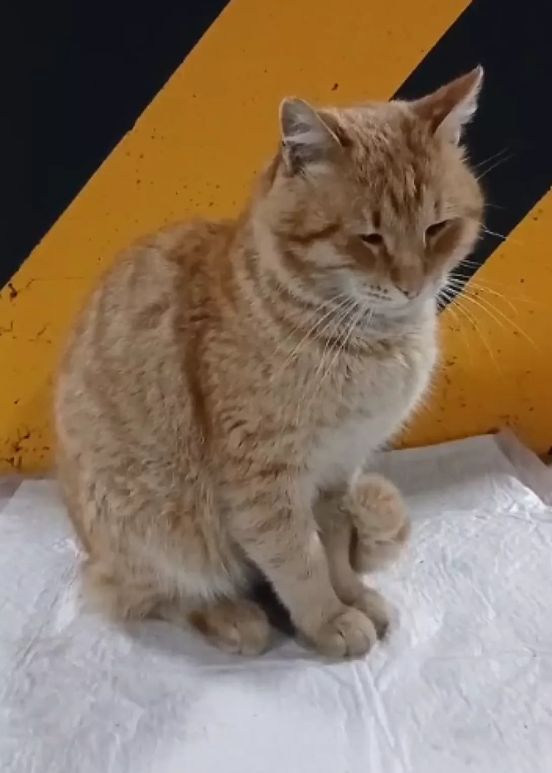 Rizhik (Рижик), male young Mixed Breed for adoption at Happy Paw Ivano-Frankivsk Oblast