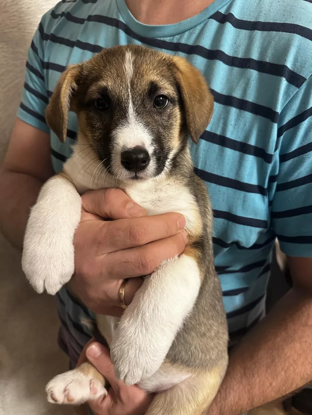 Busya (Буся), female puppy Mixed Breed for adoption at Happy Paw Dnipro