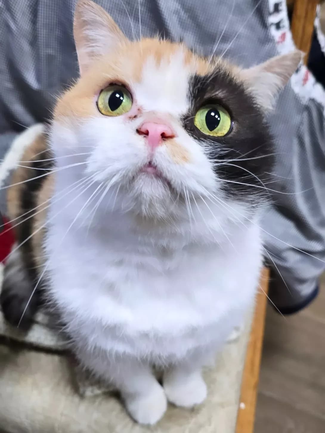 Kvin (Квін), female 6yo Mixed Breed for adoption at Happy Paw Kherson Oblast