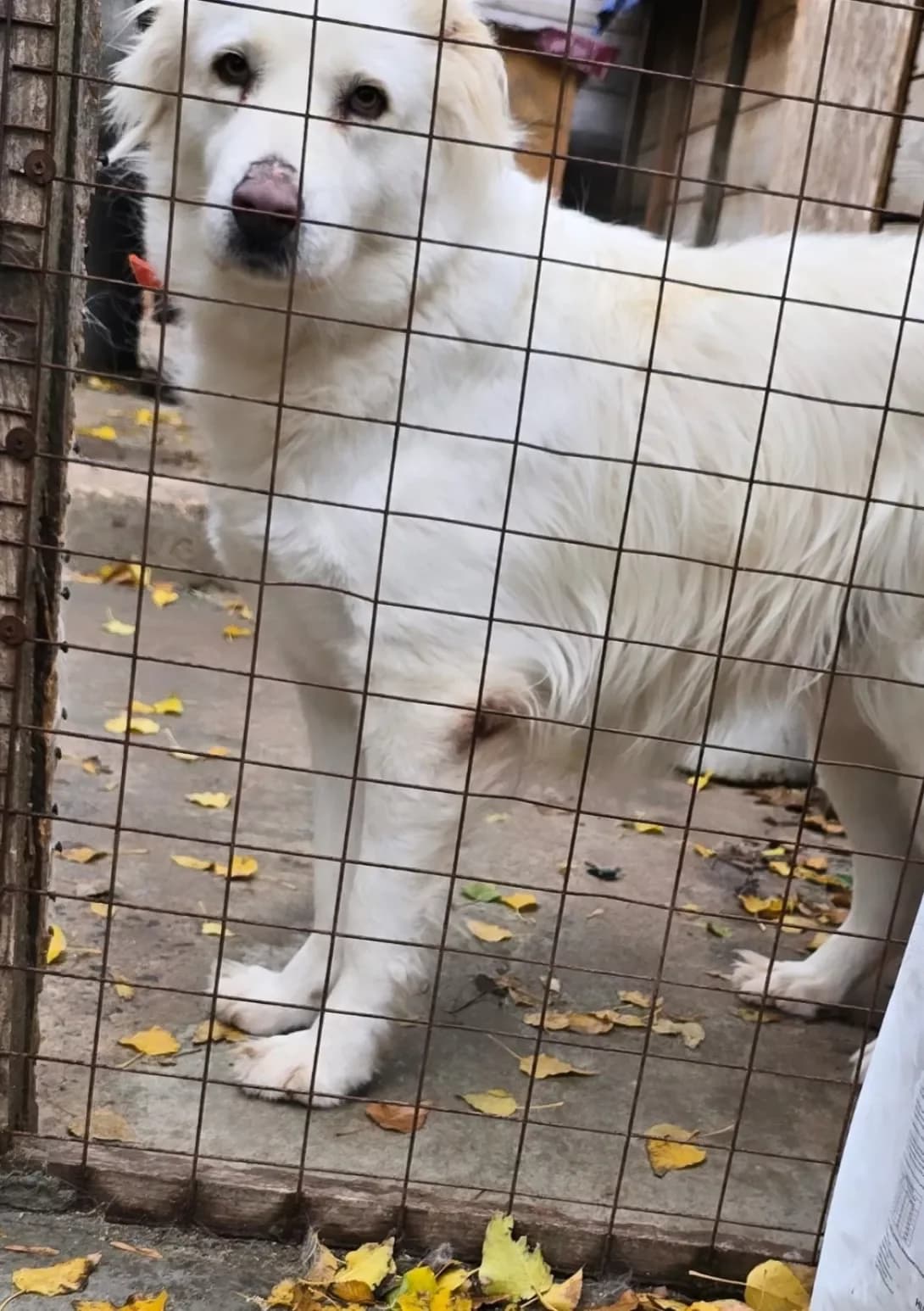 Uma (Ума), female 5yo Mixed Breed for adoption at Happy Paw Kherson Oblast