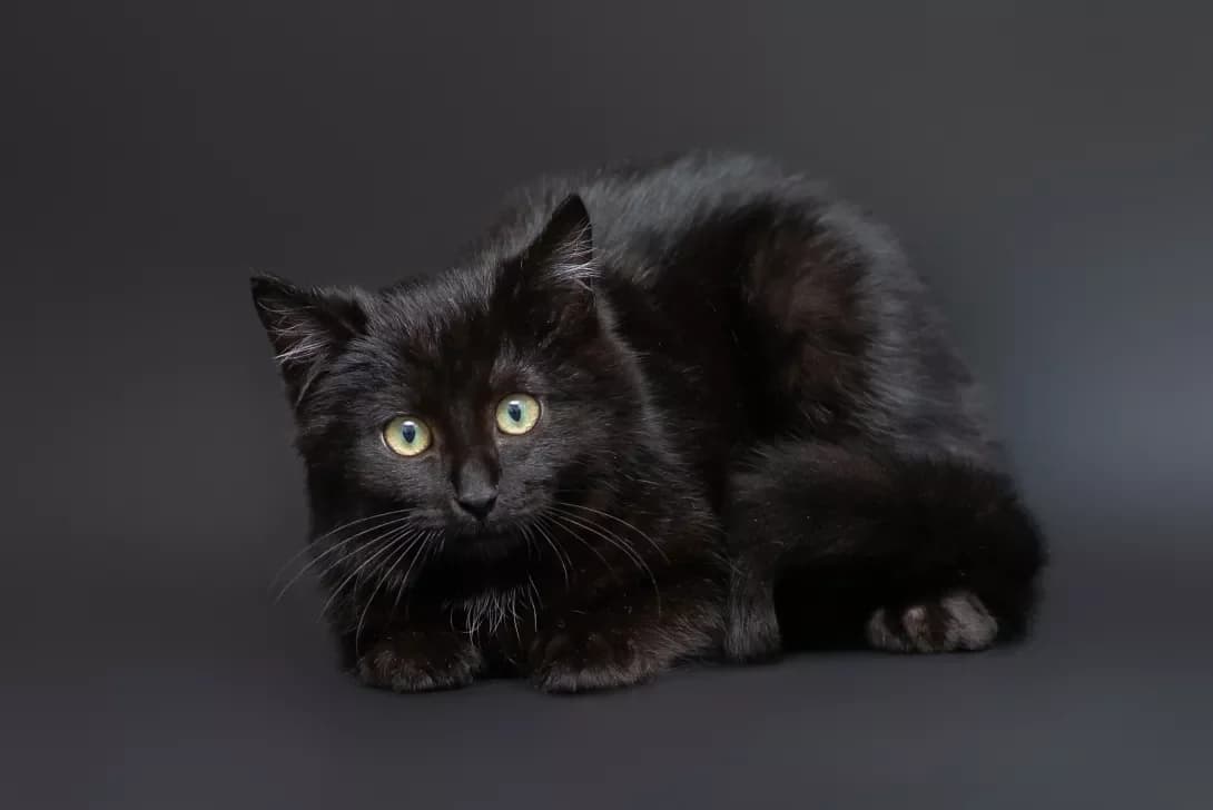 Bront (Бронт), male puppy Mixed Breed for adoption at Happy Paw Kyiv Oblast