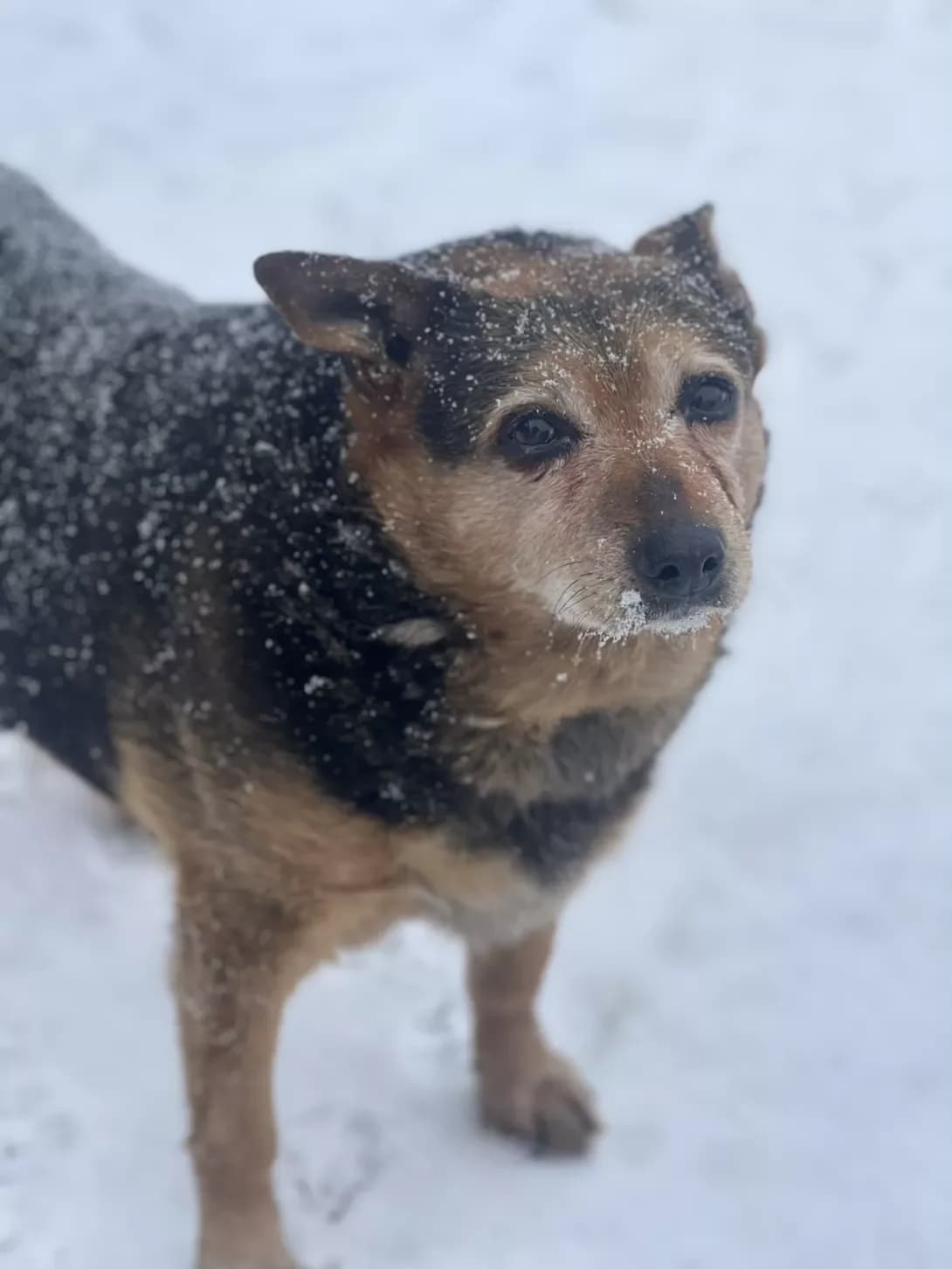 Motya (Мотя), female senior Mixed Breed for adoption at Happy Paw Sumy Oblast
