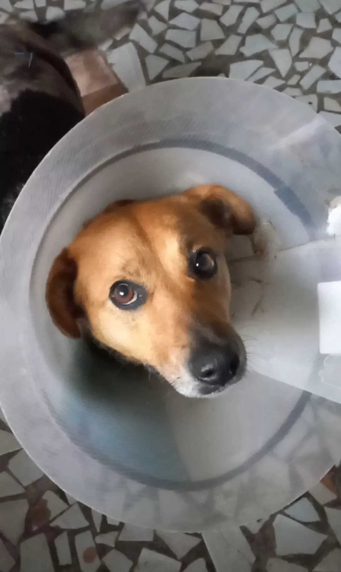 Rada (Рада), Mixed Breed (Happy Paw Kirovohrad)
