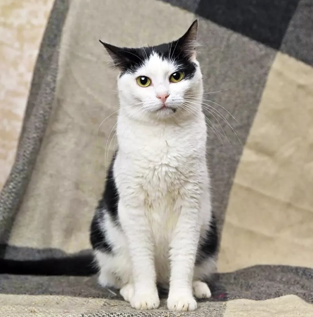 Aroma (Арома), Mixed Breed (Happy Paw Kyiv)