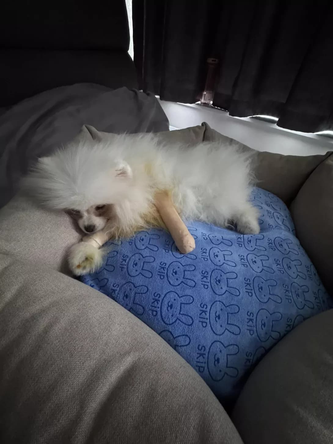Tiffani (Тіффані), Mixed Breed (Happy Paw Kirovohrad)