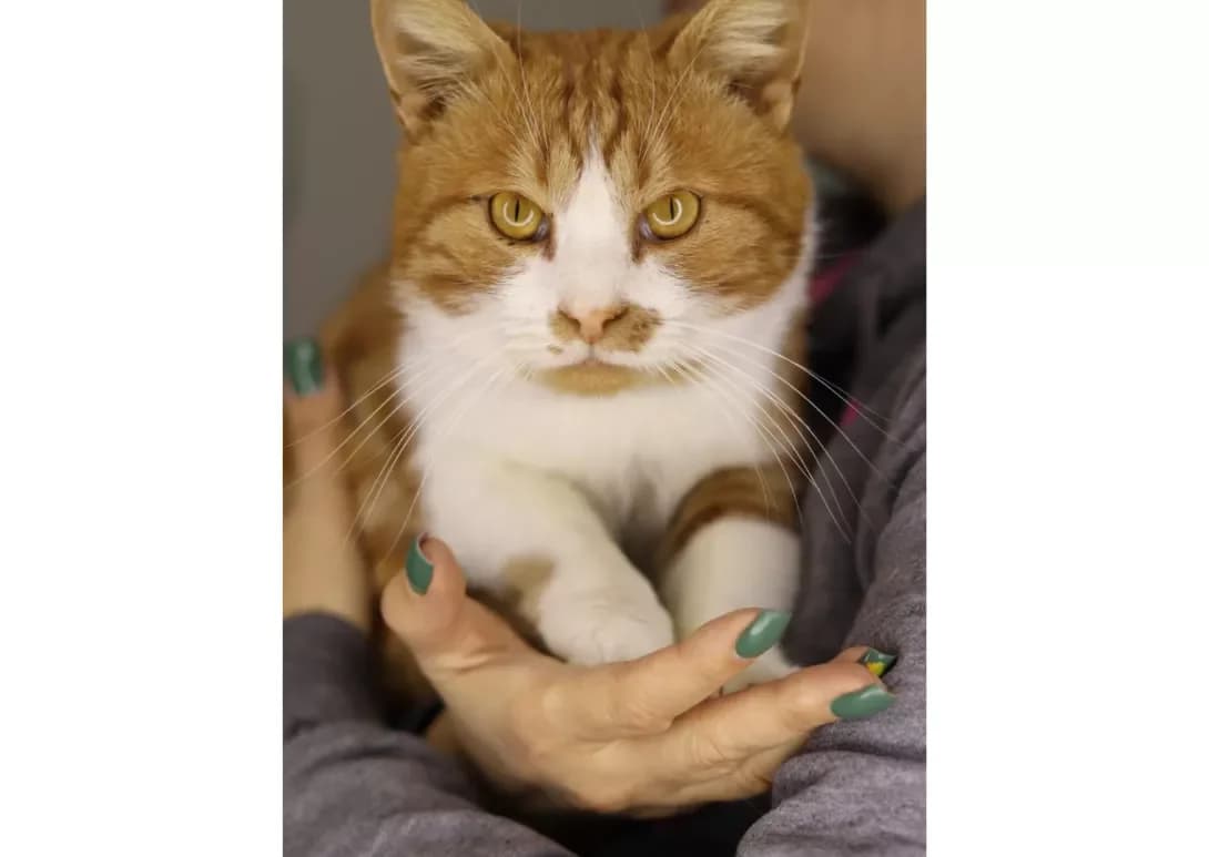 Levchik (Левчик), Mixed Breed (Happy Paw Kyiv)