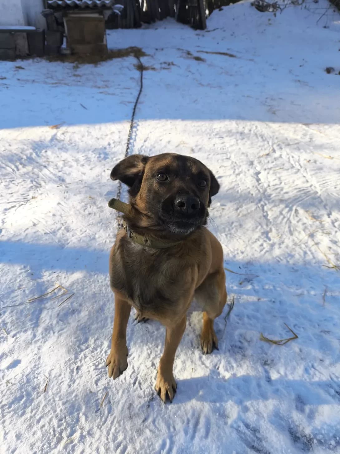 Laki (Лакі), Mixed Breed (Happy Paw Kyiv Oblast)