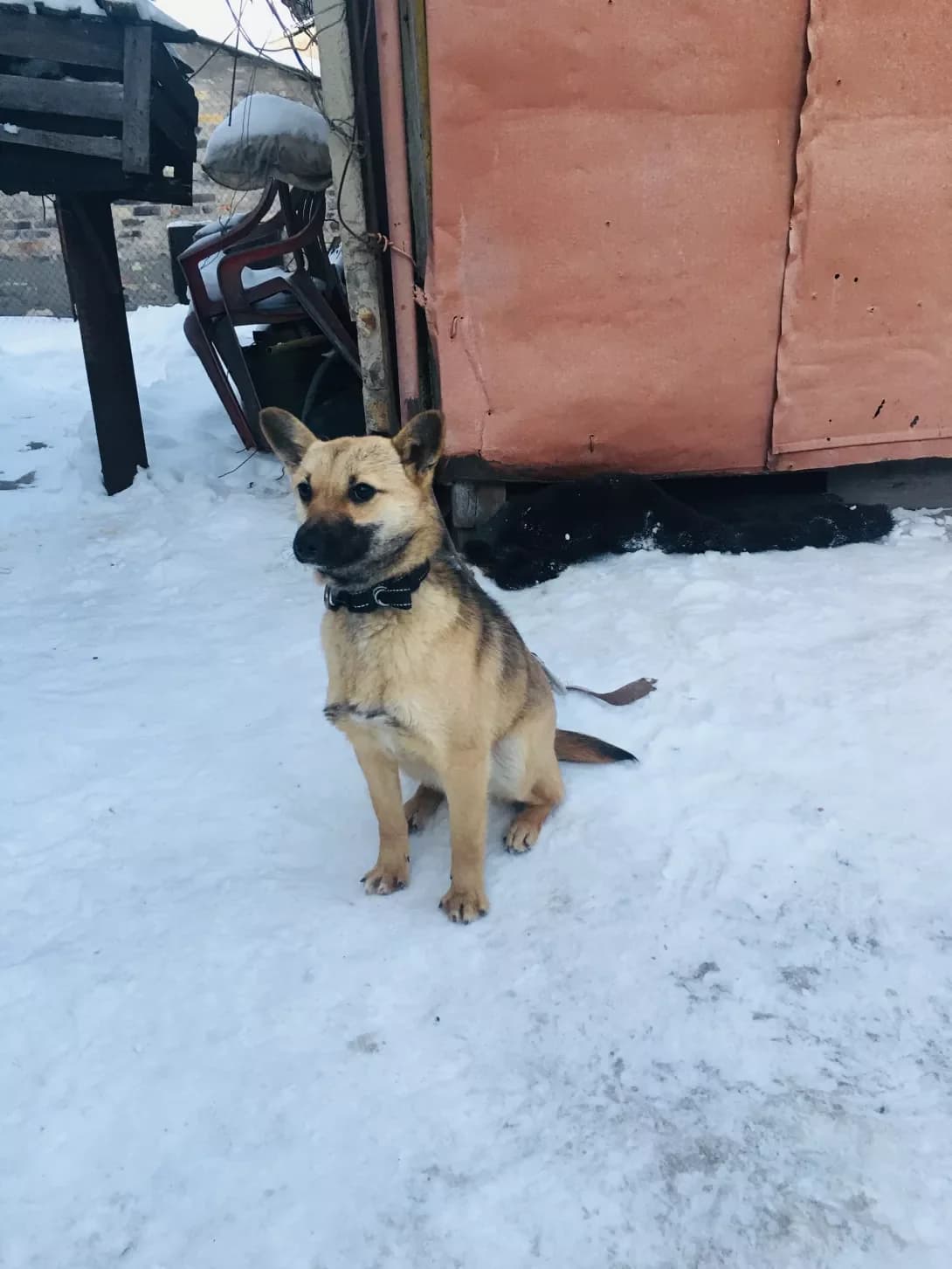 Mishel (Мішель), female puppy Mixed Breed for adoption at Happy Paw Zaporizhzhia
