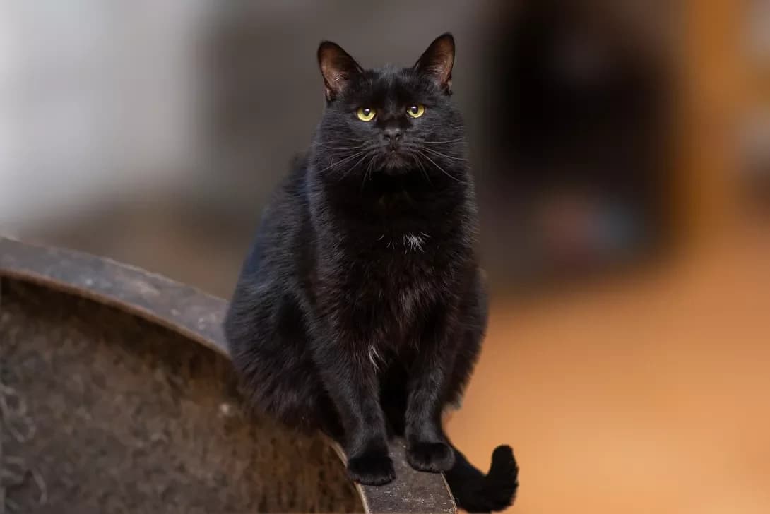 Eys (Ейс), Mixed Breed (Happy Paw Kyiv Oblast)