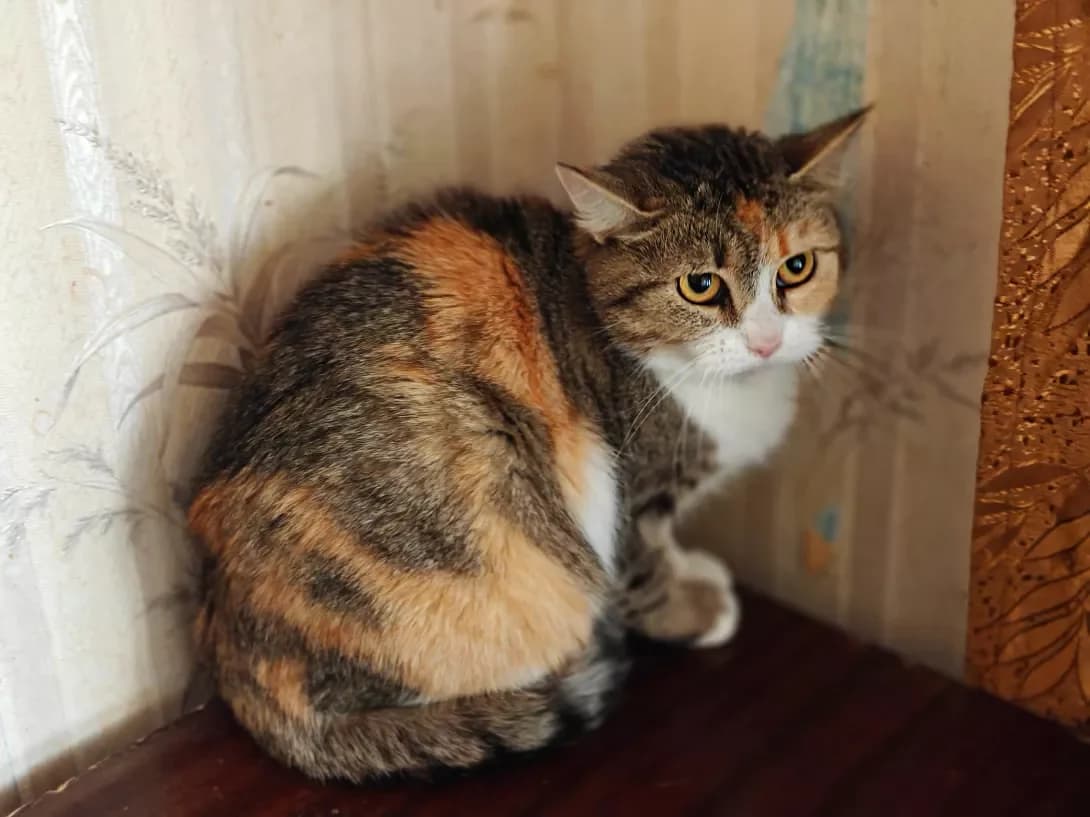 Karamelka (Карамелька), Mixed Breed (Happy Paw Kyiv)