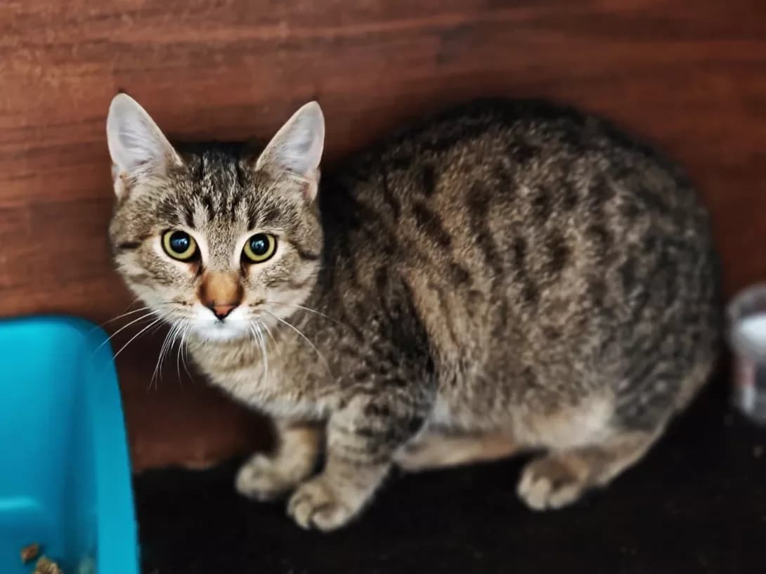 Leo (Лео), Mixed Breed (Happy Paw Kyiv)