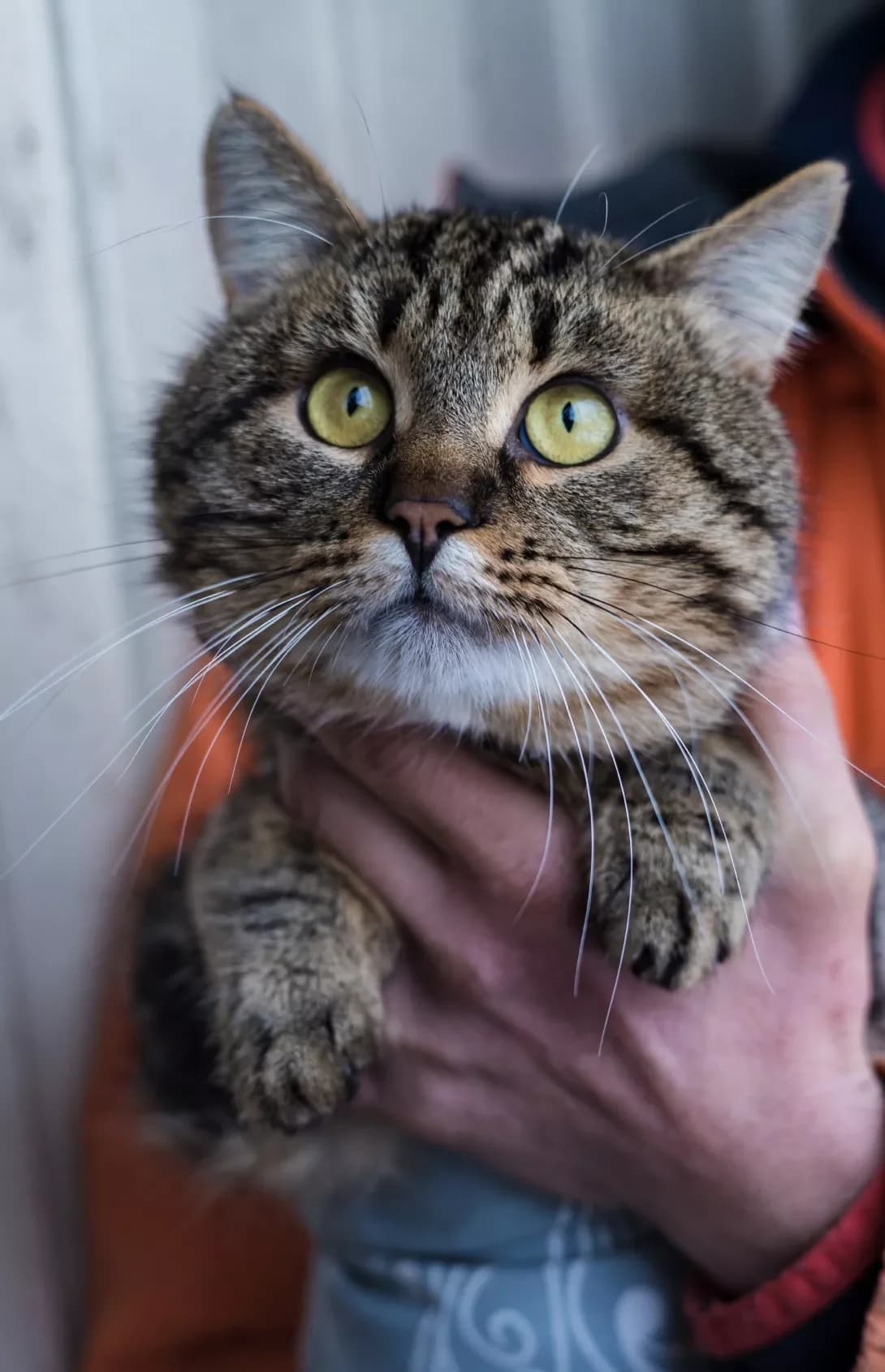 Oles (Олесь), Mixed Breed (Happy Paw Kirovohrad)