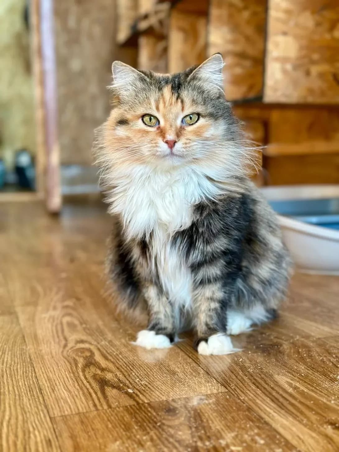 Glyukoza (Глюкоза), Mixed Breed (Happy Paw Kyiv)