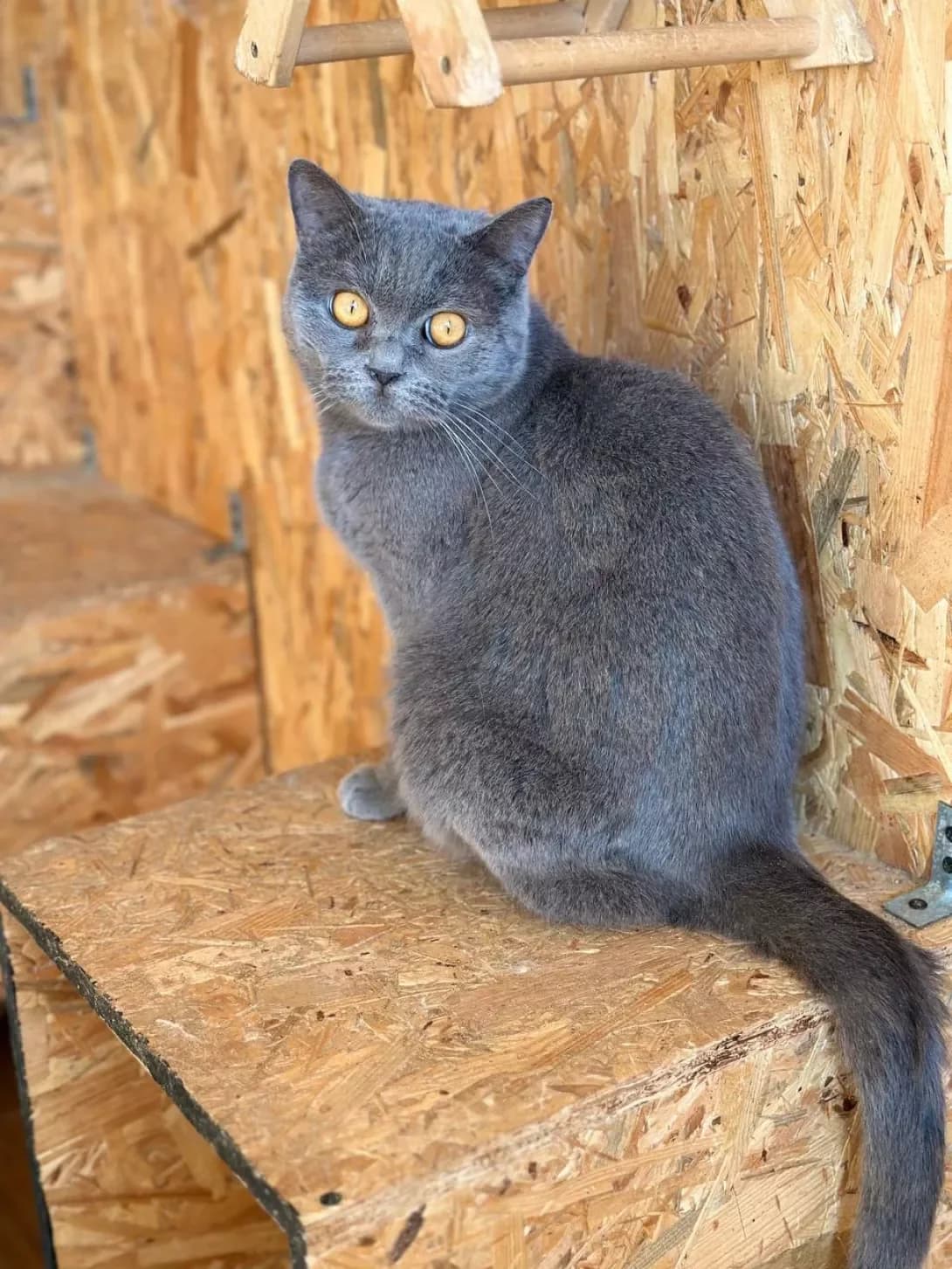 Manyunya (Манюня), Mixed Breed (Happy Paw Kyiv)
