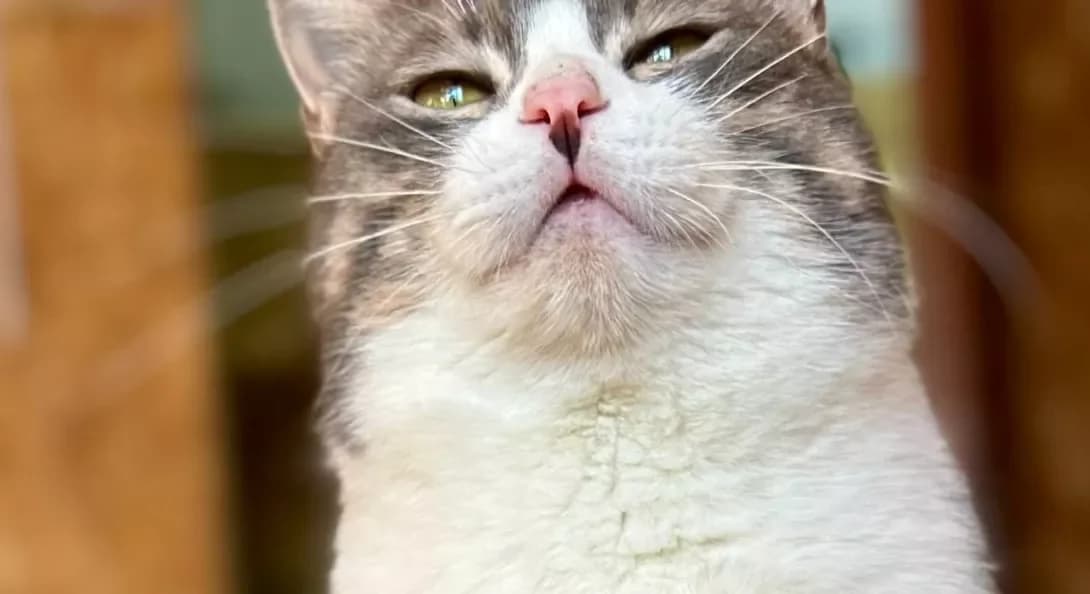 Pollet (Поллет), Mixed Breed (Happy Paw Kyiv)