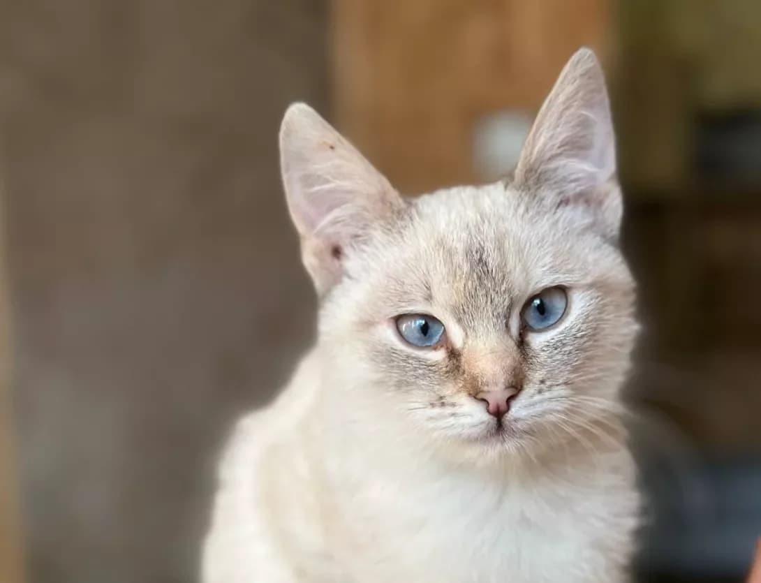 Taya (Тая), Mixed Breed (Happy Paw Kyiv)