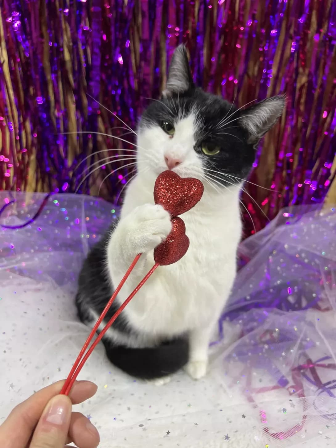 Yasik (Ясик), male puppy Mixed Breed for adoption at Happy Paw Khmelnytskyi Oblast