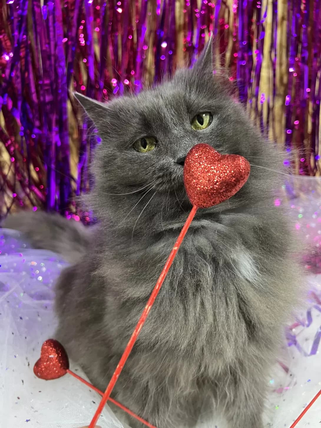 Khmarinka (Хмаринка), female 5yo Mixed Breed for adoption at Happy Paw Khmelnytskyi Oblast