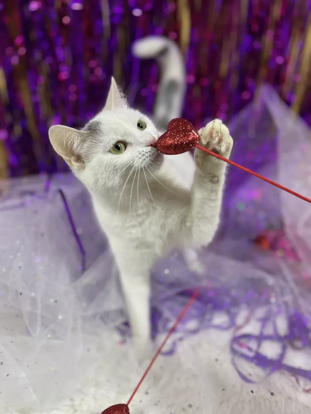 Lasochka (Ласочка), female young Mixed Breed for adoption at Happy Paw Khmelnytskyi Oblast