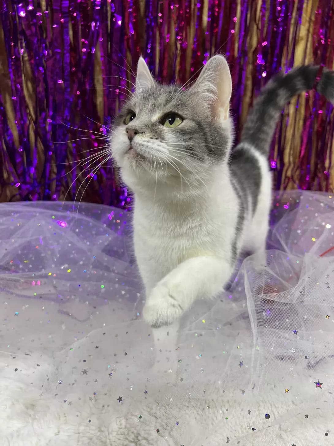 Tsukerochka (Цукерочка), female young Mixed Breed for adoption at Happy Paw Khmelnytskyi Oblast