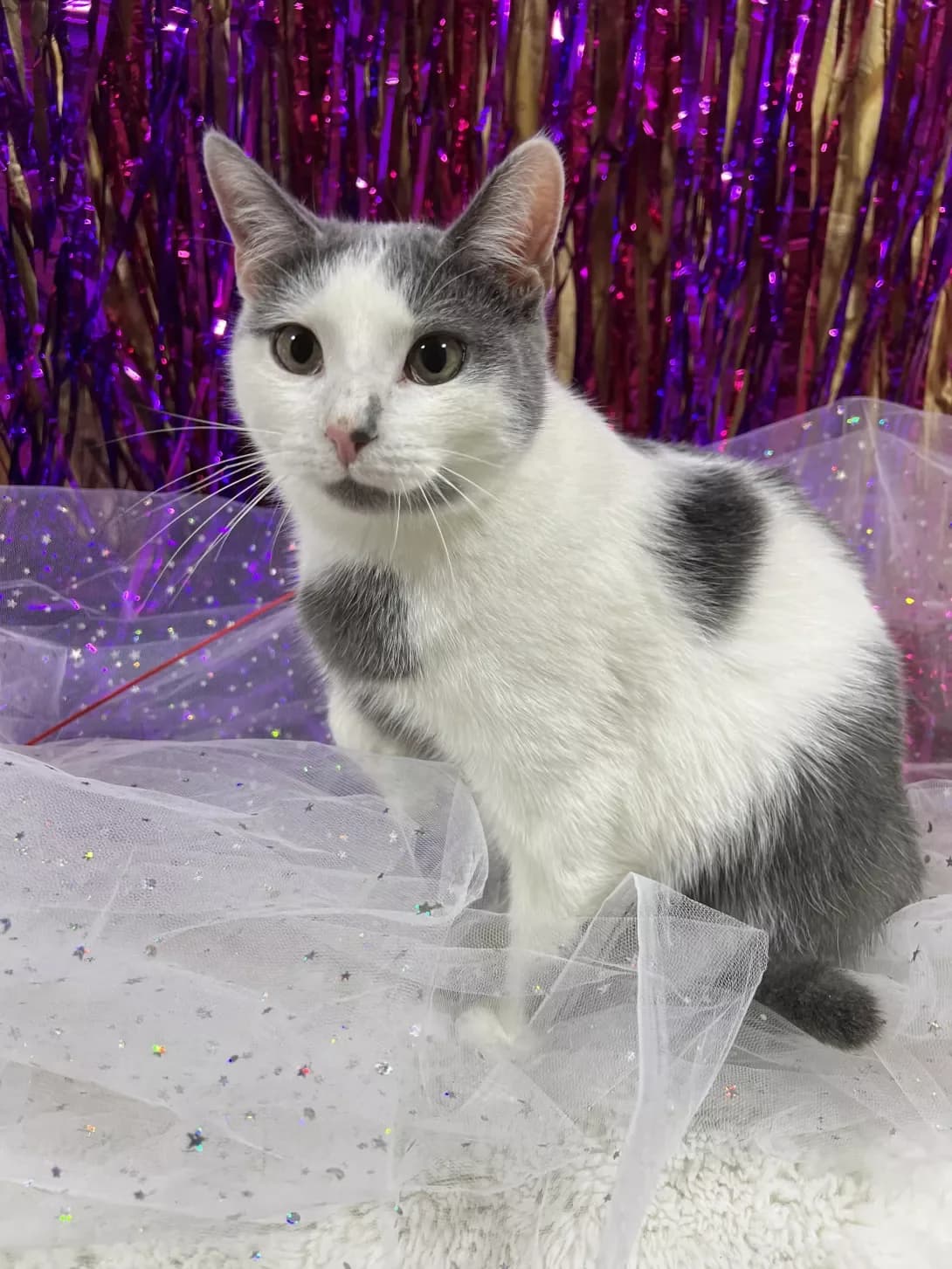 Smurfik (Смурфік), male young Mixed Breed for adoption at Happy Paw Khmelnytskyi Oblast