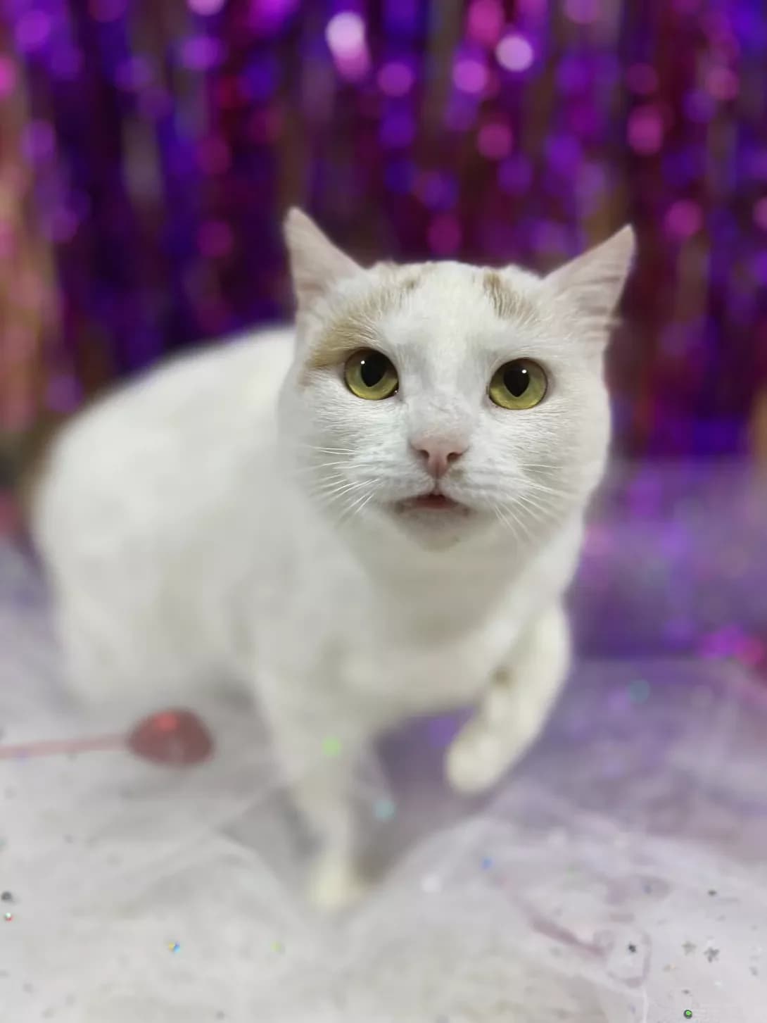 Plombirka (Пломбірка), female young Mixed Breed for adoption at Happy Paw Khmelnytskyi Oblast