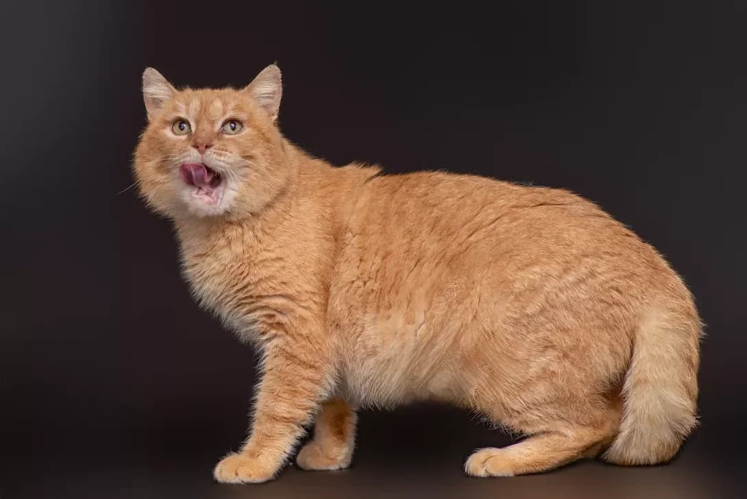 Radar (Радар), Mixed Breed (Happy Paw Kyiv Oblast)
