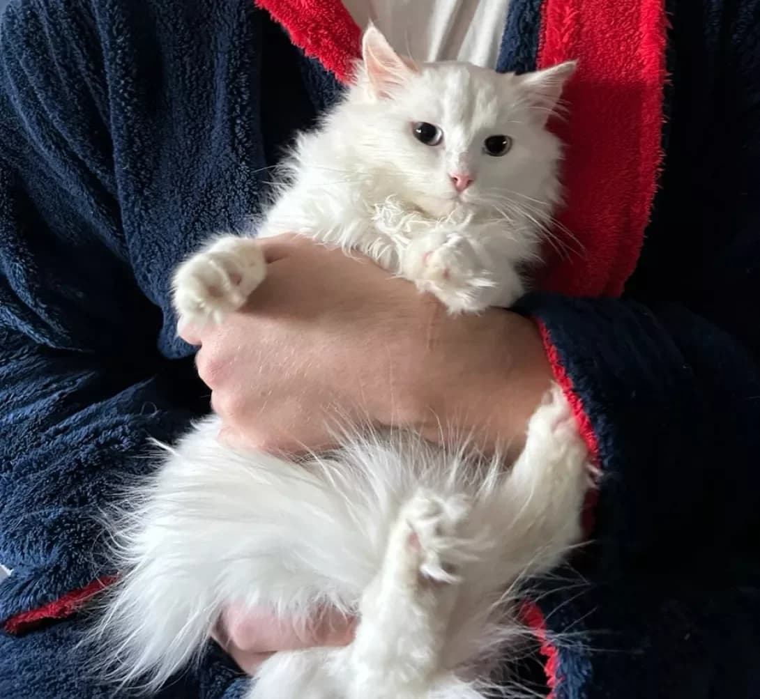 Rafael (Рафаель), Mixed Breed (Happy Paw Kyiv)