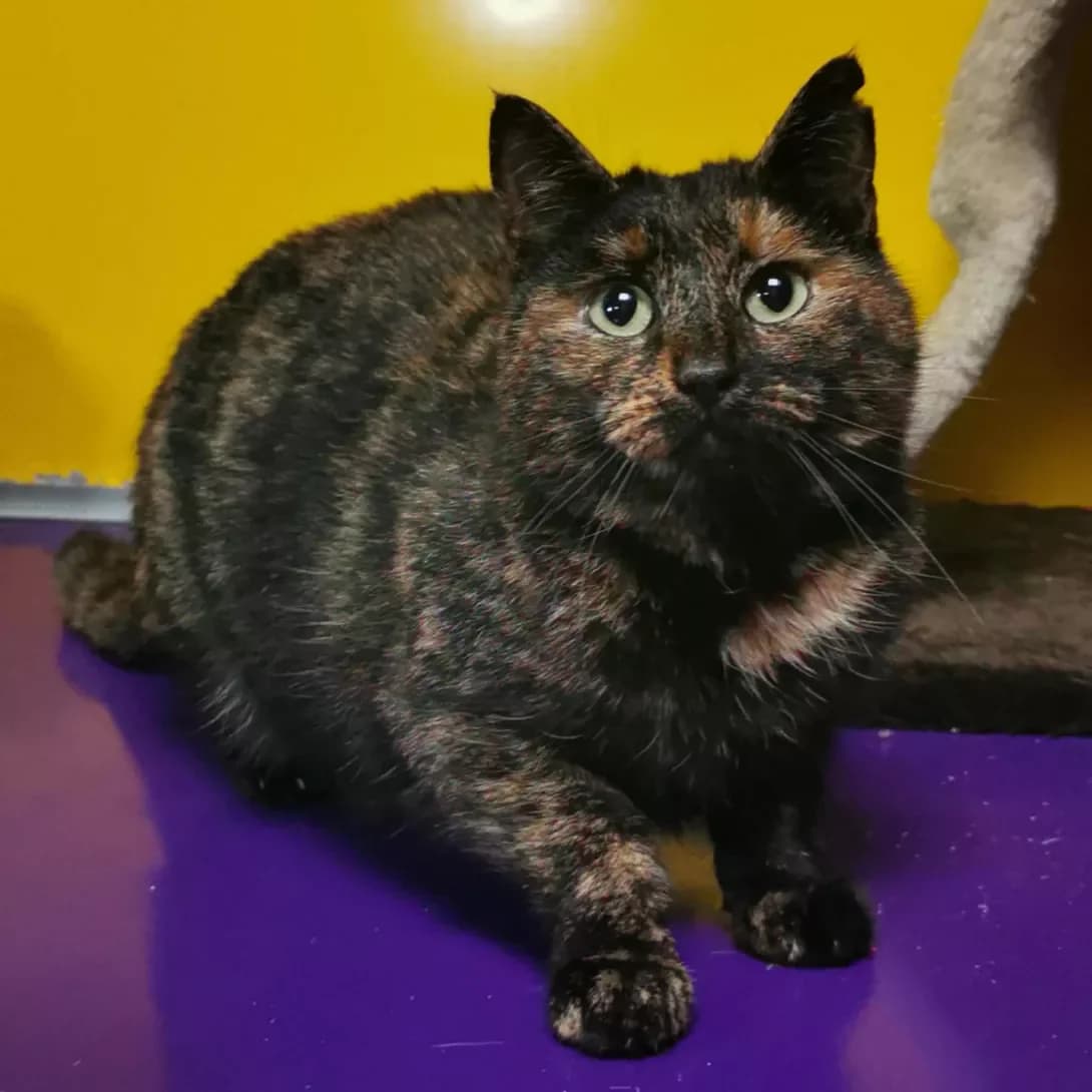 Sambuka (Самбука), Mixed Breed (Happy Paw Dnipro)