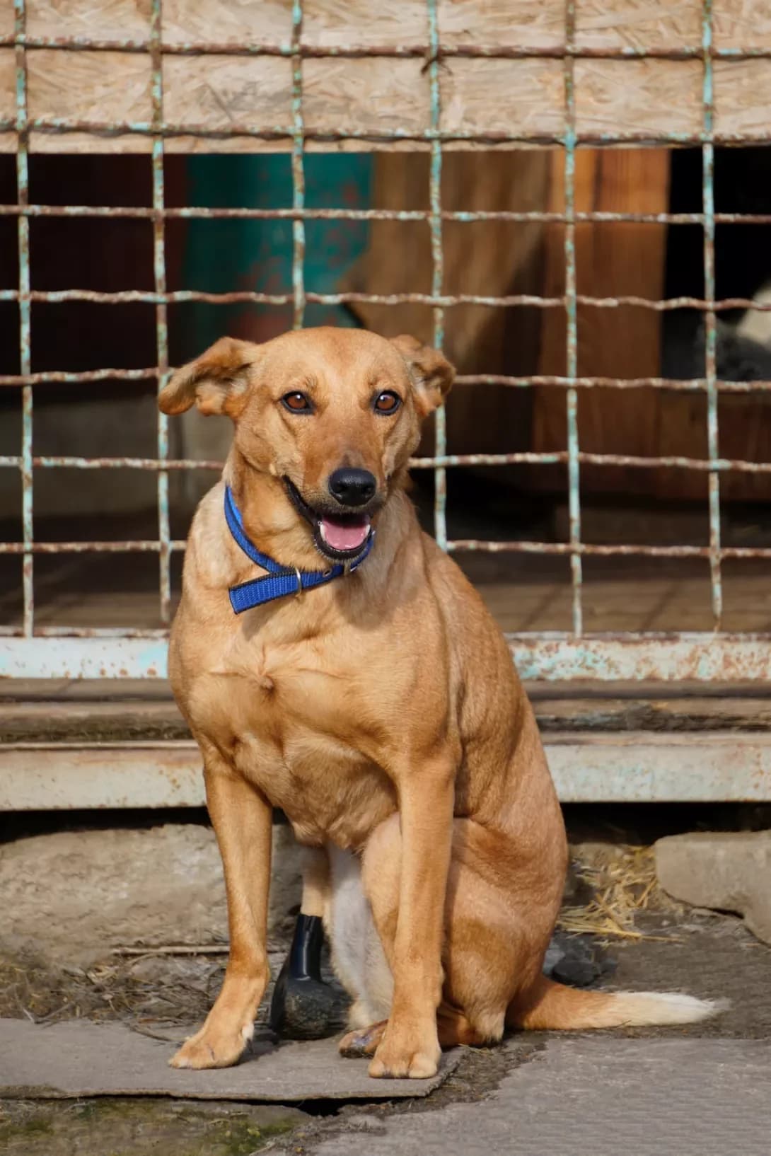 Mriya (Мрія), Mixed Breed (Happy Paw Dnipro)