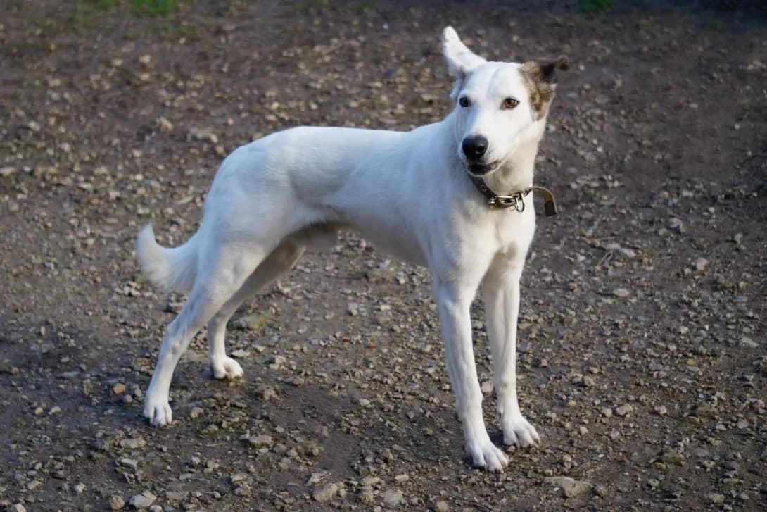 Bilyash (Біляш), Mixed Breed (Happy Paw Dnipro)