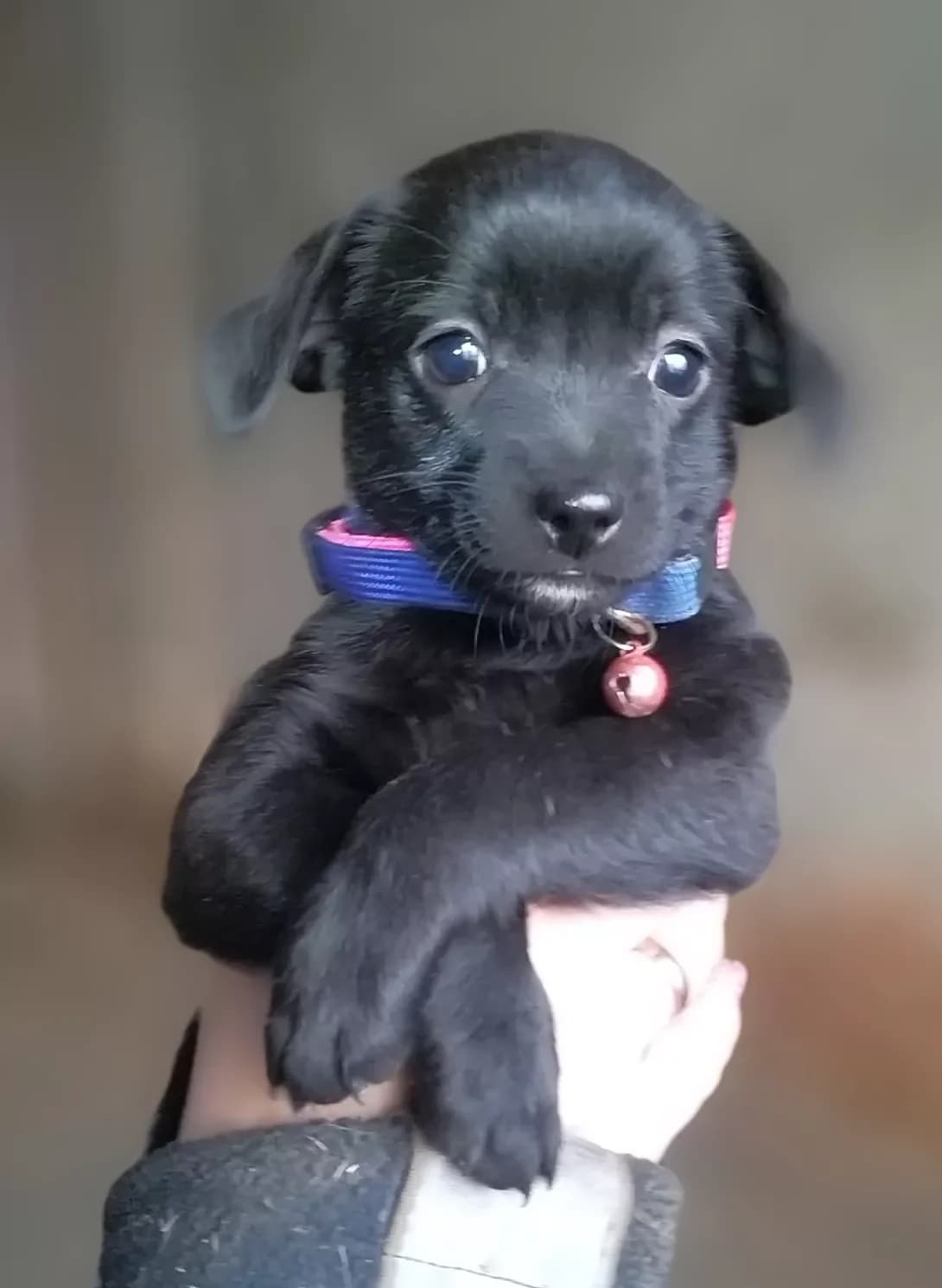 Masya (Мася), female puppy Mixed Breed for adoption at Happy Paw Dnipro